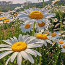 White Max Chrysanthemum, 600 Seeds