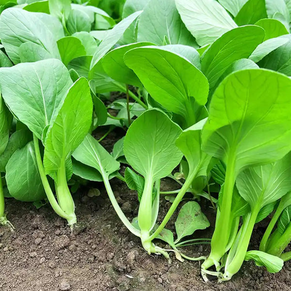 Jiemei Fast-growing Baby Bok Choy Seeds, 20g