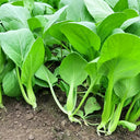 Jiemei Fast-growing Baby Bok Choy Seeds, 20g