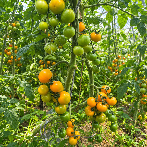 366 Marizol Magic Tomato, 5 Seeds