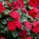 Salsa Mix Impatiens Walleriana, 5 Seeds