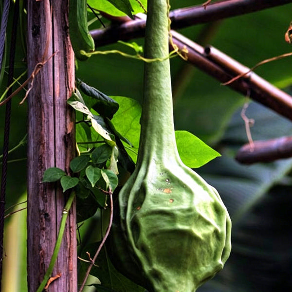 Crane Head Gourd, 15 Seeds