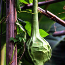 Crane Head Gourd, 15 Seeds