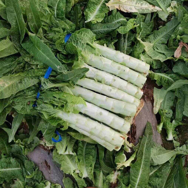 'Keguang No.1' Stem Lettuce Seeds, 10g