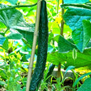 Fuyang Spiny Cucumber Seeds, 30 Seeds