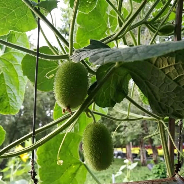 Little Hedgehog Cucumber Seeds, 0.5g