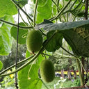 Little Hedgehog Cucumber Seeds, 0.5g