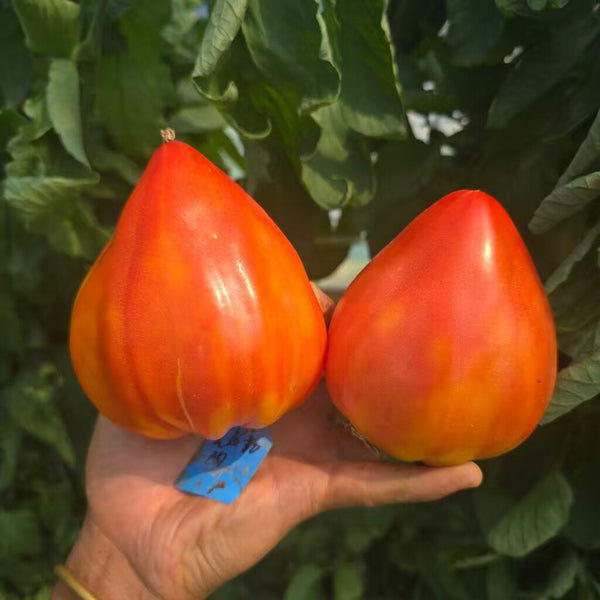 938 Kyzyltau Tomato, 5 Seeds