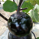 'Heiyuanshuai' Round Eggplant Seeds, 100 Seeds