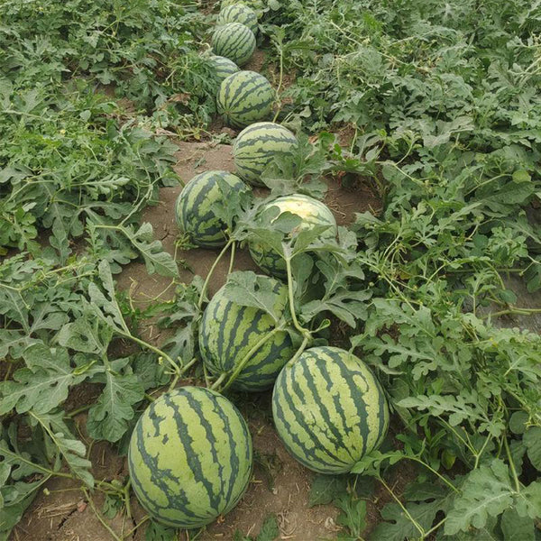 Xiumei Meidu Watermelon, 20 Seeds