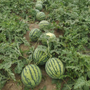 Xiumei Meidu Watermelon, 20 Seeds
