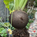 Black Skin Cherry Radish Seeds, 2g