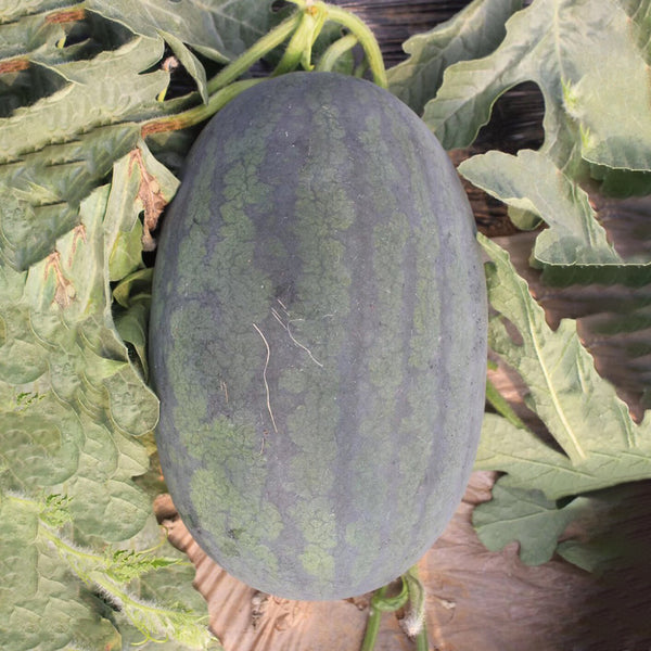 'Midnight Emperor' Black Beauty Watermelon Seeds, 10 Seeds