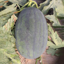 'Midnight Emperor' Black Beauty Watermelon Seeds, 10 Seeds