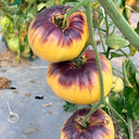 1099 Beast Boy Tomato, 5 Seeds