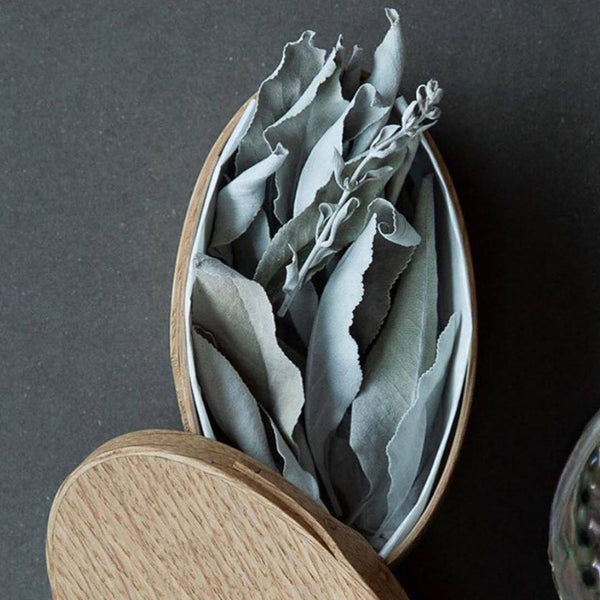 California White Sage, 5 Seeds