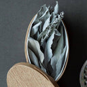 California White Sage, 5 Seeds
