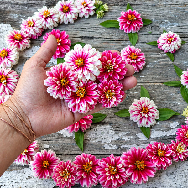 W1337 Double Zahara Raspberry Ripple Zinnia, 5 Seeds