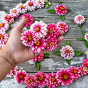 W1337 Double Zahara Raspberry Ripple Zinnia, 5 Seeds