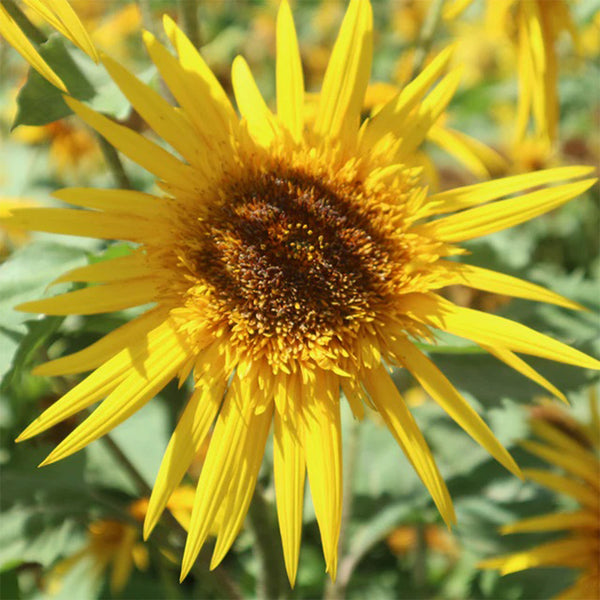 Meteor Double Sunflower, 5~10 Seeds