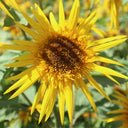 Meteor Double Sunflower, 5~10 Seeds