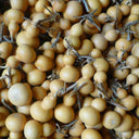 Hezhichun Mini Hand-twisted Gourd, 10 Seeds