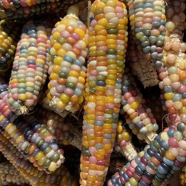 Glass Gem Corn, 50 Seeds