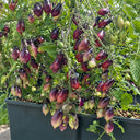 130 Kumquat Pink Opal Tomato, 5 Seeds