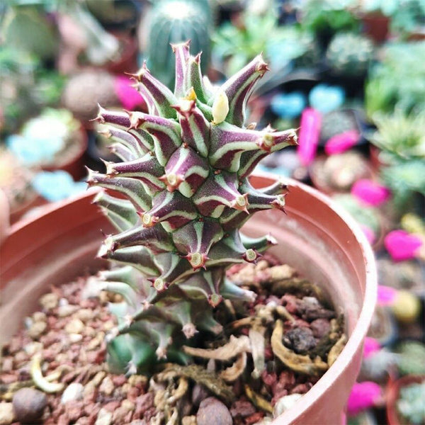 Monadenium schubei 