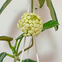 Hoya latifolia, 2 Cuttings