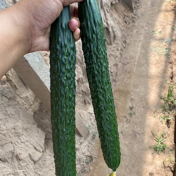 'Boya 816' Cucumber, 50 Seeds