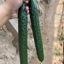 'Boya 816' Cucumber, 50 Seeds