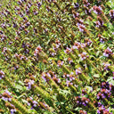 Large-Flowered Selfheal (Mixed Colors), 200 Seeds