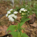 Large-Flowered Ageratum (White), 500 Seeds