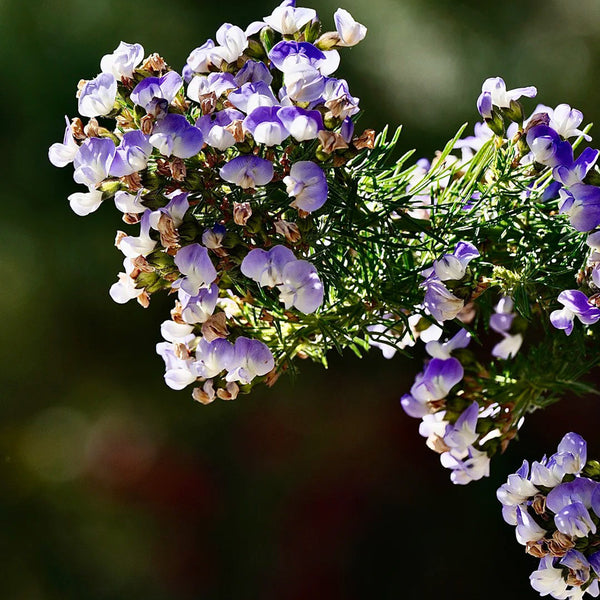 Feather-leaved Psoralea, 1 Seeds
