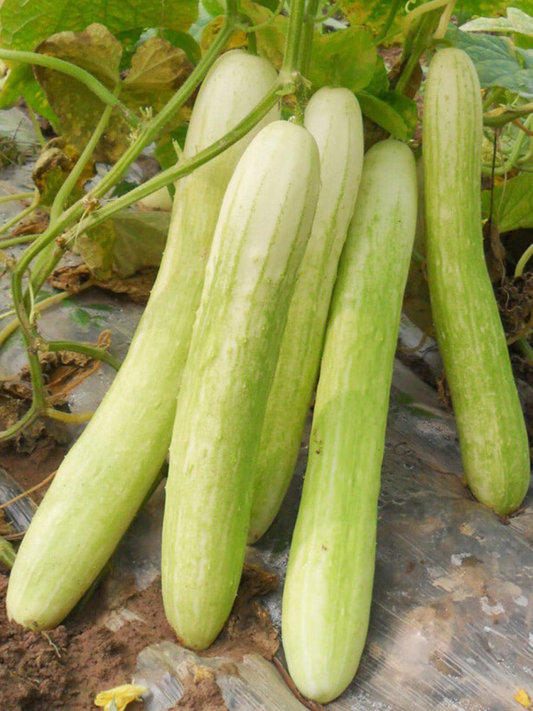 Shangli White Cucumber Seeds, Pack of 80