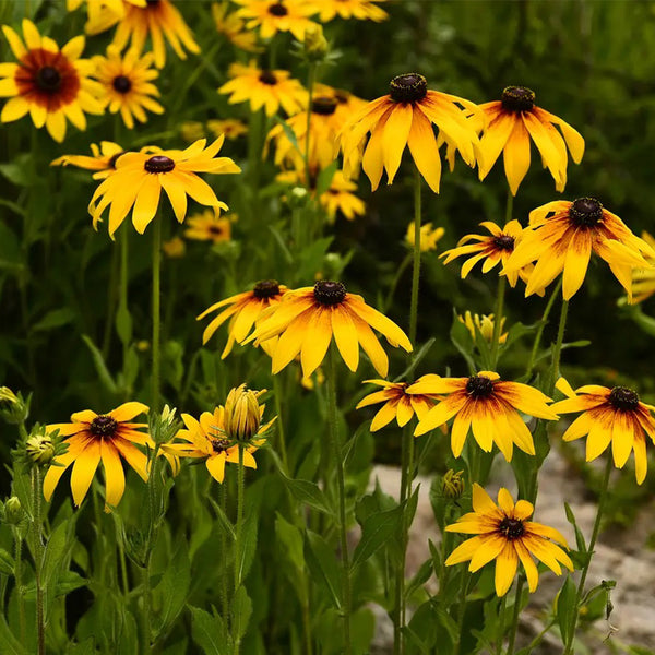 Hezhichun Tall Black-eyed Susan Seeds, 1g
