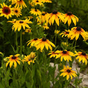 Hezhichun Tall Black-eyed Susan Seeds, 1g