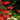 Red Spider Lily, 3 Bulbs