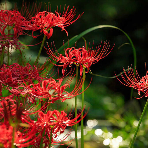 Red Spider Lily, 3 Bulbs