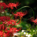 Red Spider Lily, 3 Bulbs
