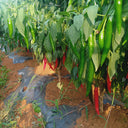 Meiren Chili Pepper Seeds, 50 Seeds