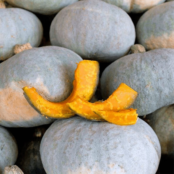 Silver Chestnut Pumpkin Seeds, 10 Seeds