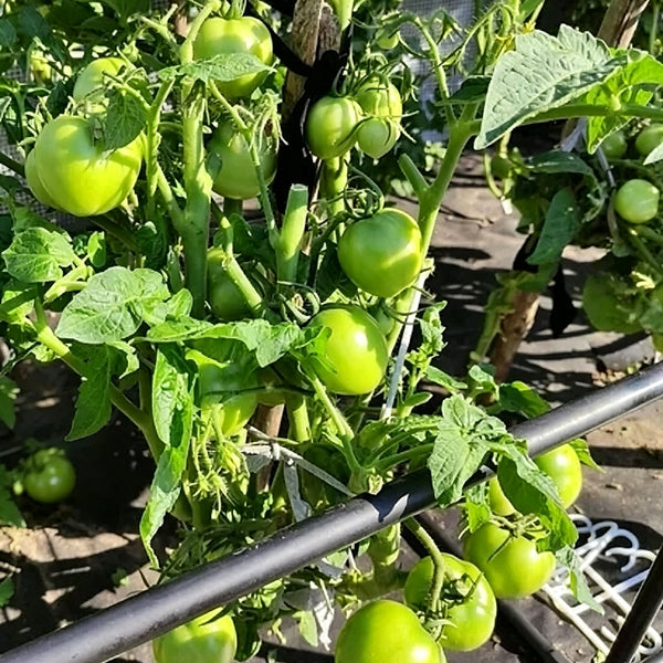 592 Kangaroo Paw Green Tomato, 5 Seeds