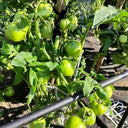 592 Kangaroo Paw Green Tomato, 5 Seeds