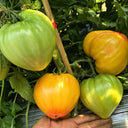 782 Bi-Color Stretch Oxheart Tomato, 5 Seeds