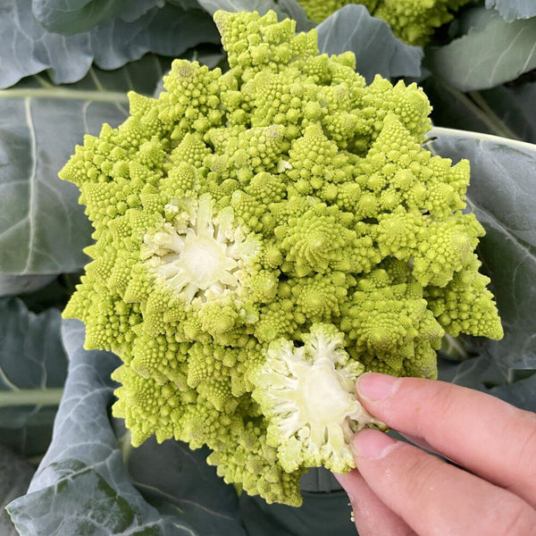 Dutch White Pagoda Cauliflower, 10 Seeds