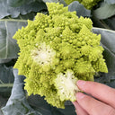 Dutch White Pagoda Cauliflower, 10 Seeds