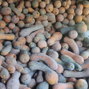 Yellow Wolf Golden Hook Pumpkin Seeds, 10g