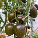 Giovanni Tomato, 5 Seeds